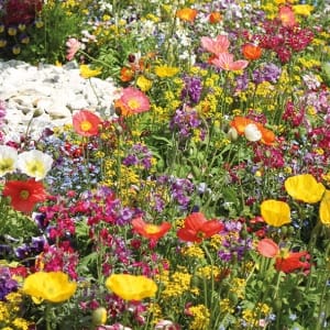 A pack of 12 by 12 inch German Decoupage Napkins (5 pcs) - Wildflowers