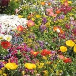 A pack of 12 by 12 inch German Decoupage Napkins (5 pcs)  - Wildflowers