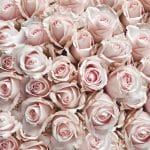 German Decoupage Napkins (5 pcs)  - Pastel Roses