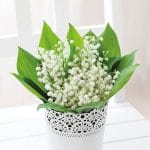 German Decoupage Napkins (5 pcs)  - Bunch of Lily