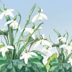 German Decoupage Napkins (5 pcs)  - Snowdrops Flowers