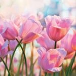 German Decoupage Napkins (5 pcs)  - Pink Tulips