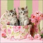 German Decoupage Napkins (5 pcs)  - Cats in a Box
