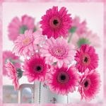 German Decoupage Napkins (5 pcs)  - Pink Gerberas