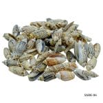 Craft Shells (100 grams) (SABK-06)
