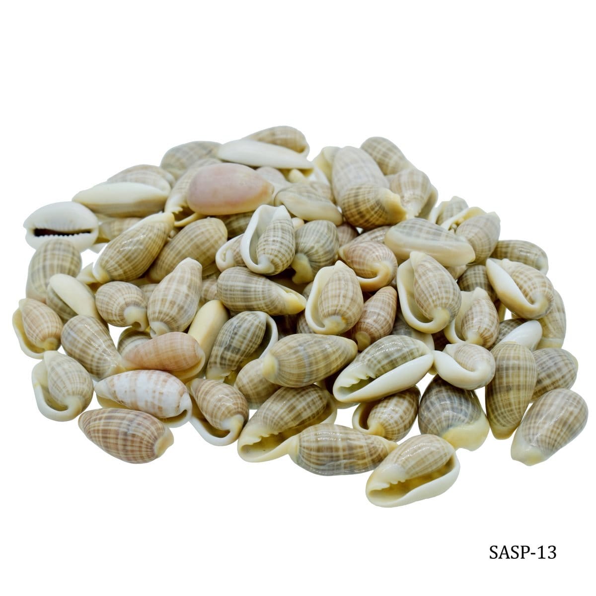 Craft Shells (100 grams) (SASP-13) shells SASP 13 Craft Shells (100 grams) (SASP-13)
