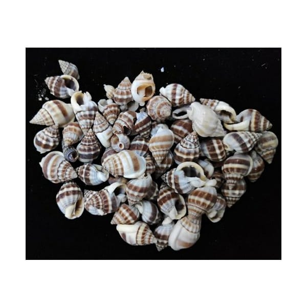 Craft Shells (100 grams) (SAVK-37)