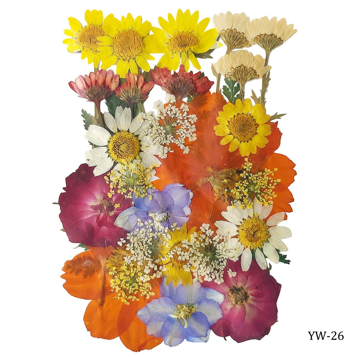 Dried Flowers (30 pcs) - YW-26 YW 26 dried flowers resin Dried Flowers (30 pcs) - YW-26
