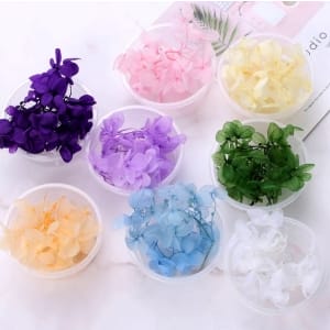 Dried Flowers