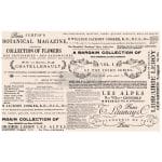 Prima Marketing Re-Design Mulberry Tissue 19"x30" - Floral Text