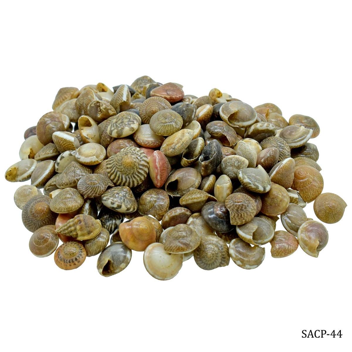 Craft Shells (100 grams) (SACP-44) shells SACP 44 Craft Shells (100 grams) (SACP-44)