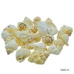 Craft Shells (50 grams) (SASN-41)