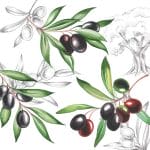 German Decoupage Napkins (5 pcs)  - Olives