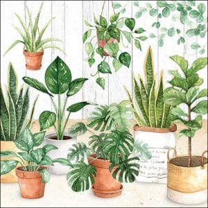 A pack of 12 by 12 inch German Decoupage Napkins (5 pcs) - Urban Jungle