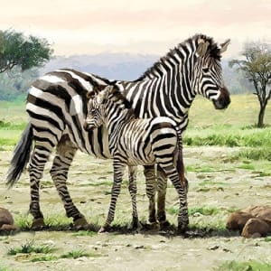 German Decoupage Napkins (5 pcs) - Zebra
