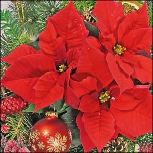 German Decoupage Napkins (5 pcs) - Red Poinsettia
