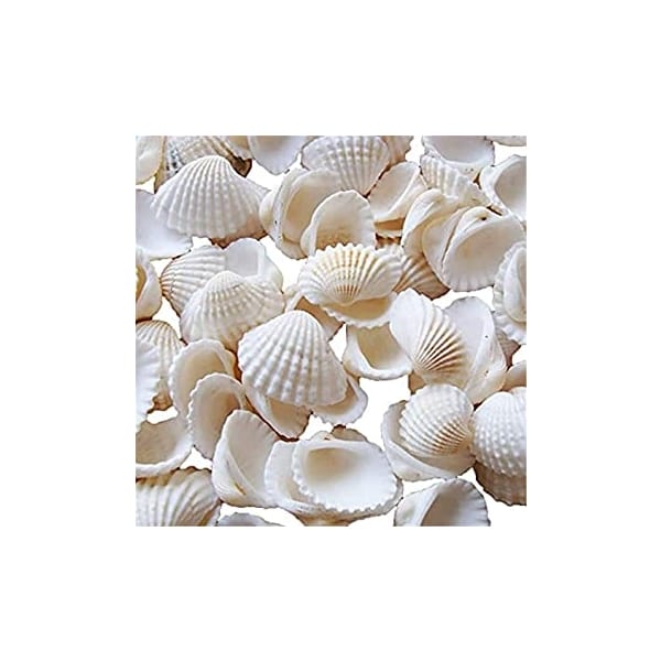 Craft Shells (100 grams) (SHELL100)