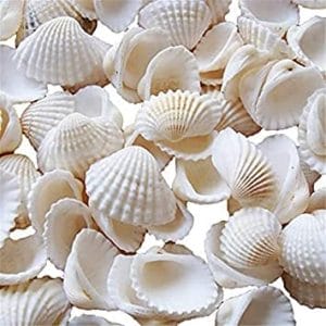 Craft Shells (100 grams) (SHELL100)