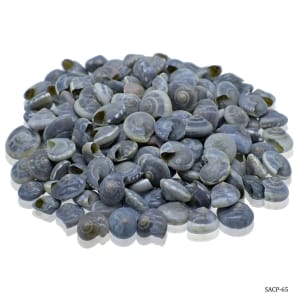 SACP 65 craft shells