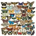 CrafTangles DieCuts / Ephemera Pack - Vintage Butterflies 1